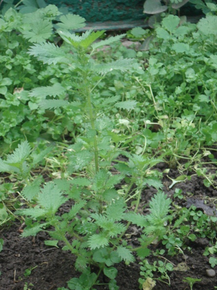   (Urtica urens) 