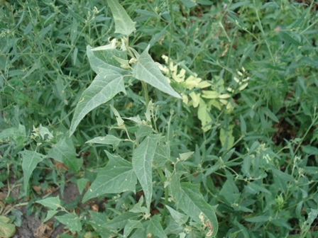   (Atriplex tatarica).   (Atriplex hastate).   (Atriplex patula).  ,  .  ,  (Atriplex littoralis) 