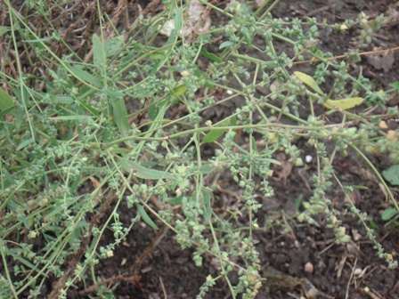   (Atriplex tatarica).   (Atriplex hastate).   (Atriplex patula).  ,  .  ,  (Atriplex littoralis) 