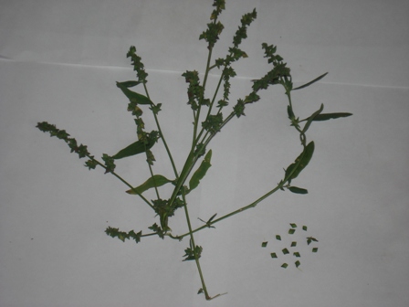   (Atriplex tatarica).   (Atriplex hastate).   (Atriplex patula).  ,  .  ,  (Atriplex littoralis) 