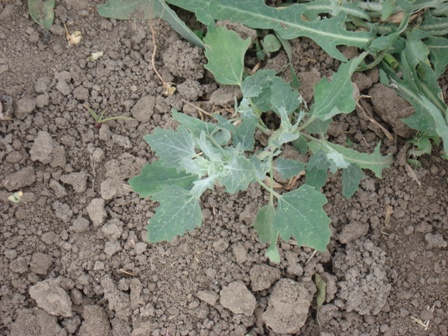   (Atriplex tatarica).   (Atriplex hastate).   (Atriplex patula).  ,  .  ,  (Atriplex littoralis) 