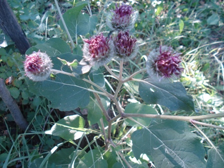   (Arctium lappa L), ,  .