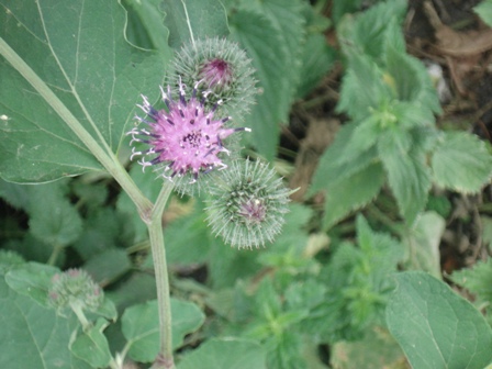   (Arctium lappa L), ,  .