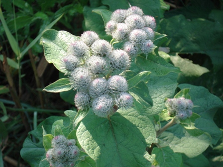   (Arctium lappa L), ,  .