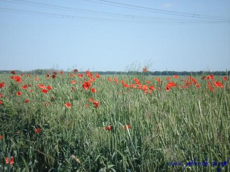   (Papaver rhoeas) 