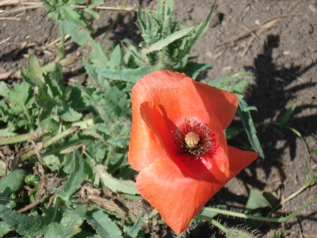   (Papaver rhoeas) 