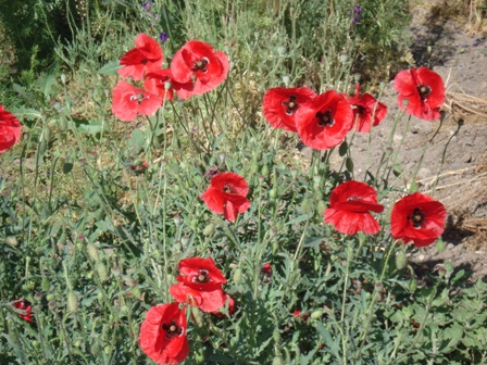   (Papaver rhoeas) 