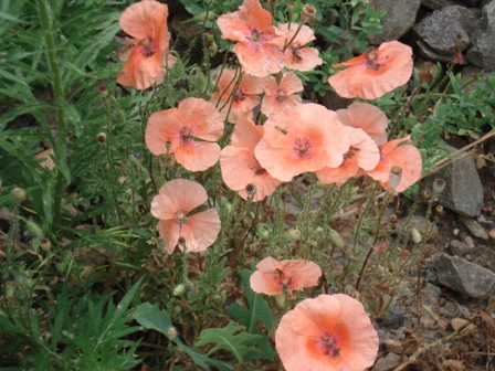   (Papaver rhoeas) 