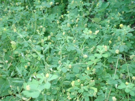   (Medicago lupulina L)..