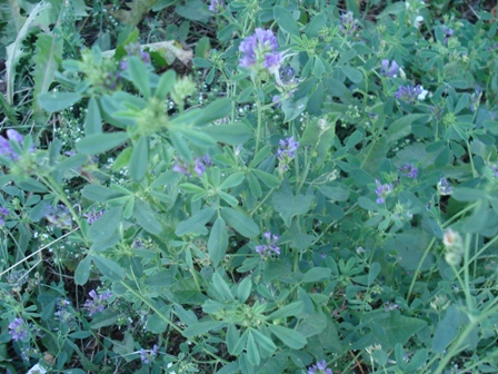   (Medicago sativa L.),  ,  ,  , , ,  .