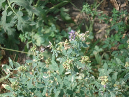   (Medicago sativa L.),  ,  ,  , , ,  .