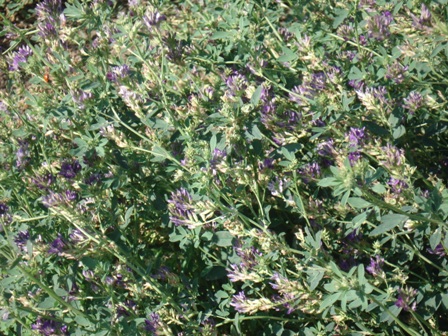   (Medicago sativa L.),  ,  ,  , , ,  .