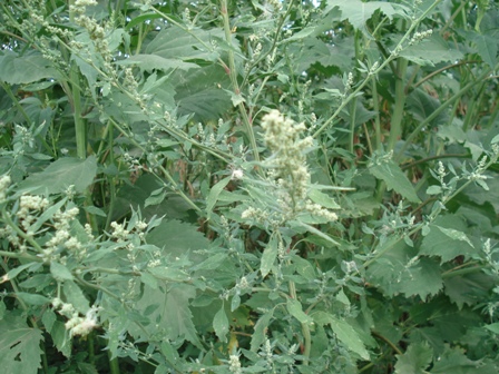   (Chenopodium album L.),  ,  ,   