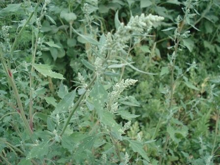   (Chenopodium album L.),  ,  ,   