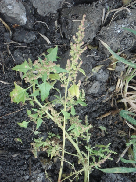   (Chenopodium) 