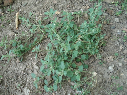   (Chenopodium vulvaria),   