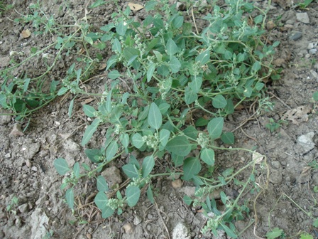   (Chenopodium vulvaria),   