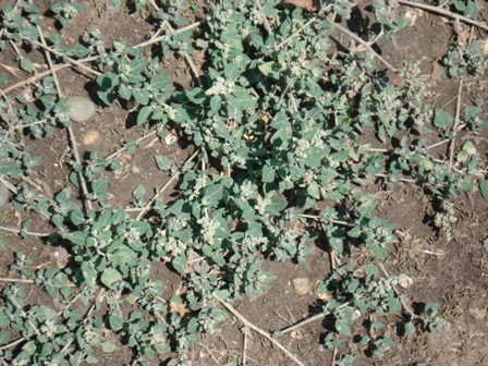   (Chenopodium vulvaria),   