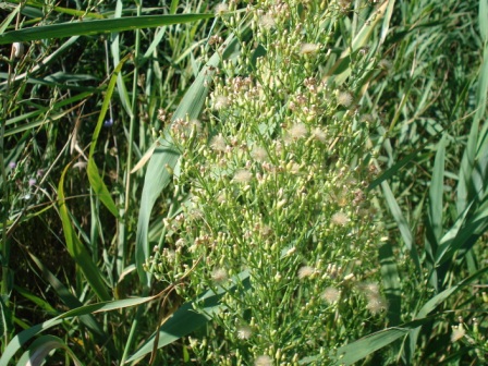   (Erigeron canagensis) 