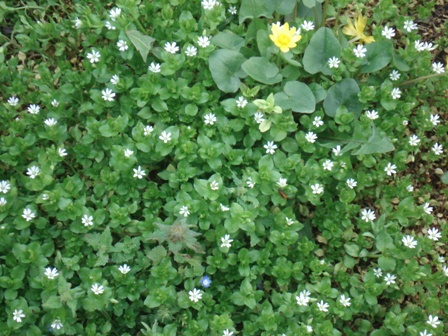  (Stellaria media),  ,  ,  