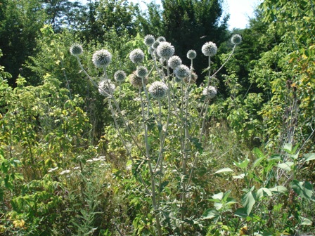   (Echinops schaerocephalus),   (Echinops ritro L.) 