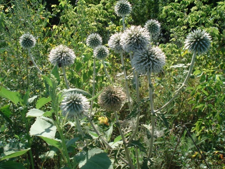   (Echinops schaerocephalus),   (Echinops ritro L.) 