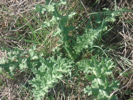   (Echinops schaerocephalus),   (Echinops ritro L.) 