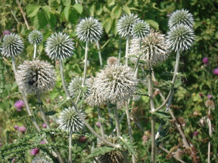   (Echinops schaerocephalus),   (Echinops ritro L.) 