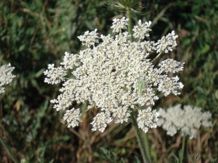   (Dauci carotae radix),   