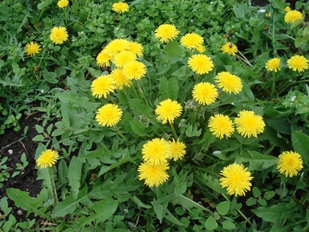   (Taraxacum officinale),  .