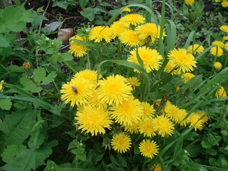   (Taraxacum officinale),  .