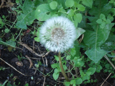   (Taraxacum officinale),  .