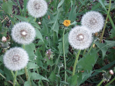   (Taraxacum officinale),  .