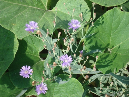   (Agathyrsus tataricus),   (Lactuca tatarica),   (Mulgedium tataricum) 