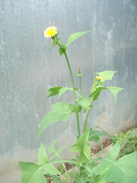   (Sonchus oleraceus L.),  .