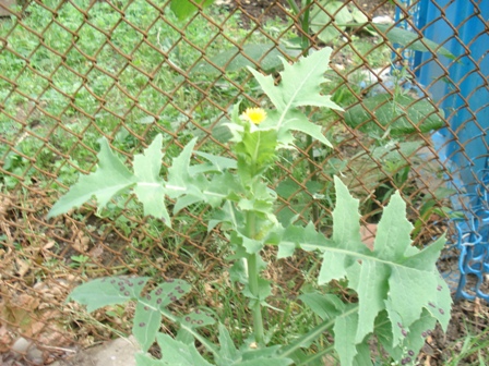   (Sonchus oleraceus L.),  .