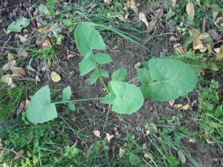   (Sonchus oleraceus L.),  .