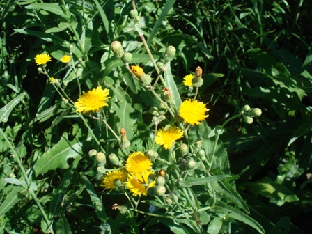  ,   (Sonchus arvensis)..