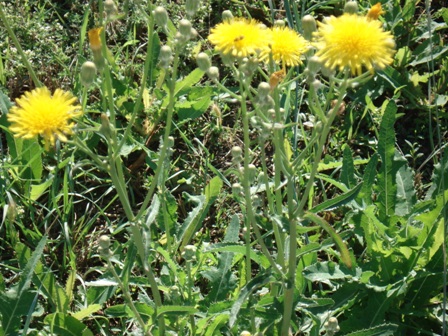  ,   (Sonchus arvensis)..