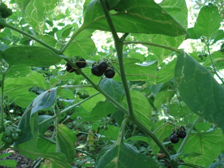   (Solanum nigrum), , .