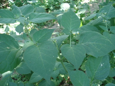  (Solanum nigrum), , .