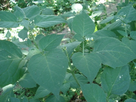   (Solanum nigrum), , .