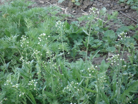    (Capsella bursa pastoris),   