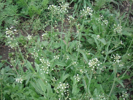    (Capsella bursa pastoris),   