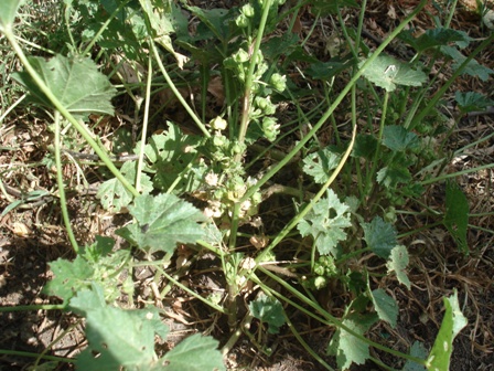   (Malva pusilla),  ,   (Malva pusilla), ,   