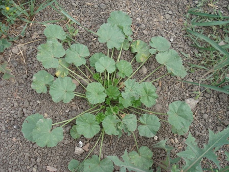   (Malva pusilla),  ,   (Malva pusilla), ,   