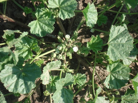   (Malva pusilla),  ,   (Malva pusilla), ,   