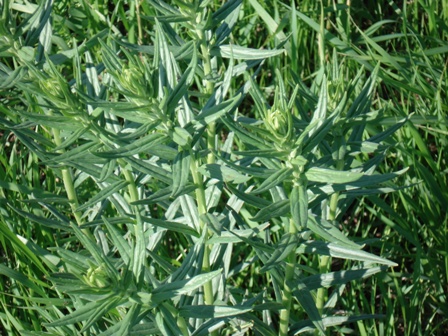   (Lithospermum officinale),  ,  . 