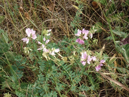   (Coronilla varia L.),  .