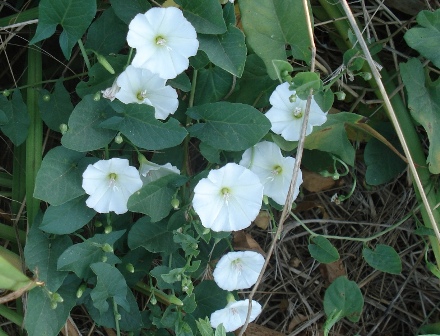   (Convolvulus arvensis L.), , .